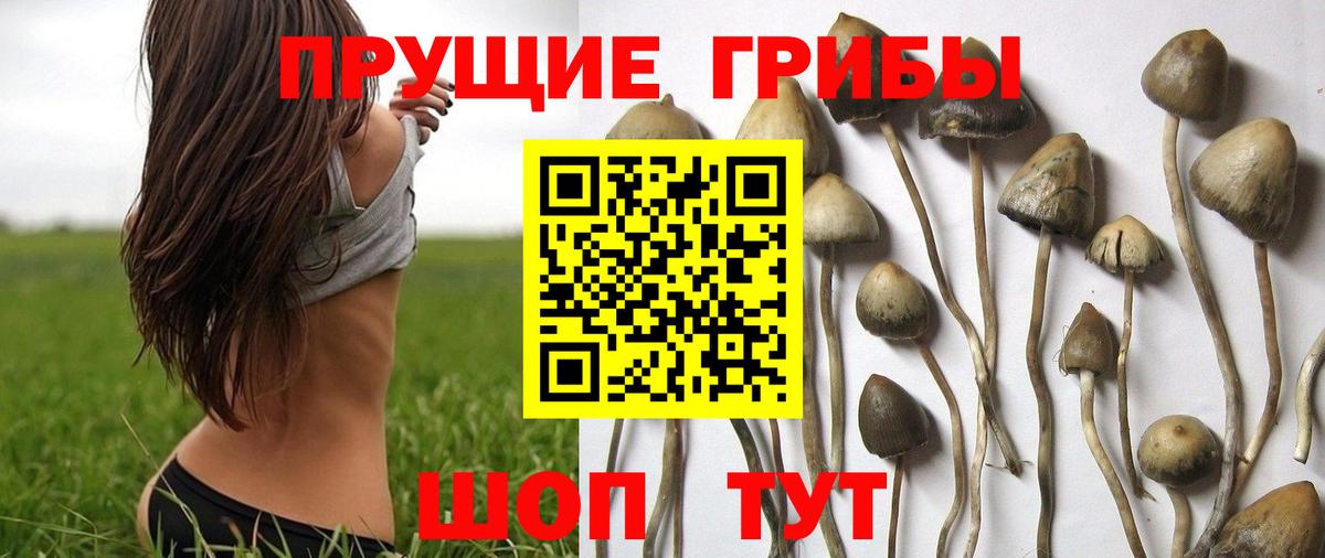Псилоцибиновые грибы ЛСД  Псилоцибиновые грибы Magic Shrooms  Вход с VPN  Таганрог 